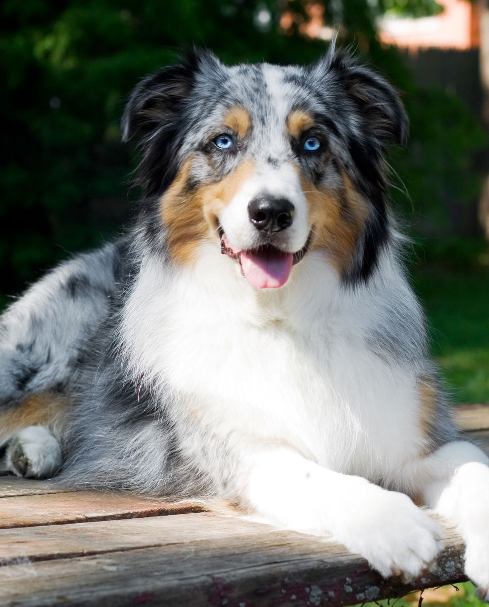 18 Most Loyal Guard Dog Breeds - Guard Dogs for First-Time Owners