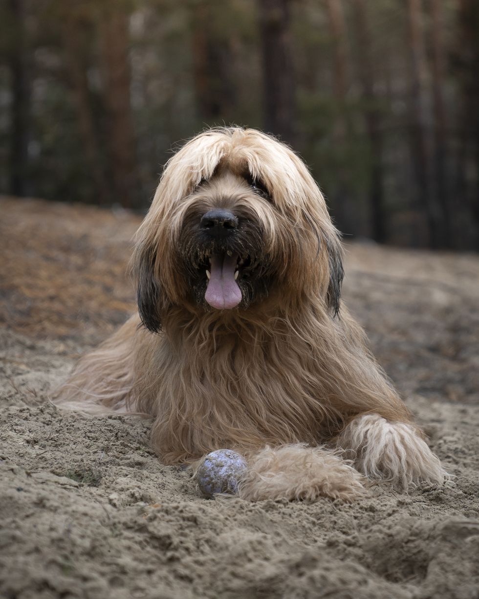 the briard french shepherd dog lies in the sand dunes in the forest and rests after playing with the ball outdoor photo