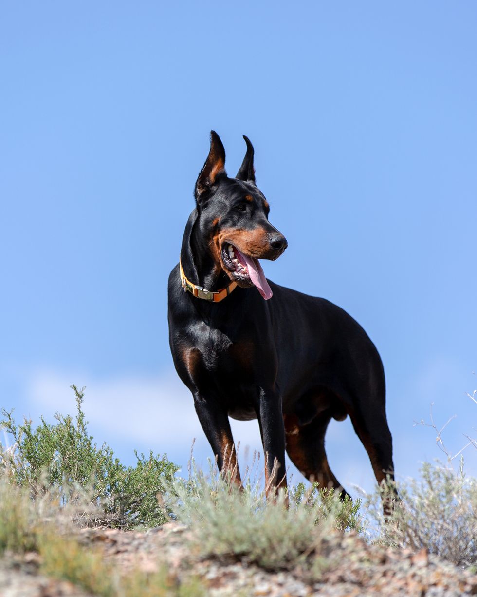 low angle view of doberman standing on hill against clear sky