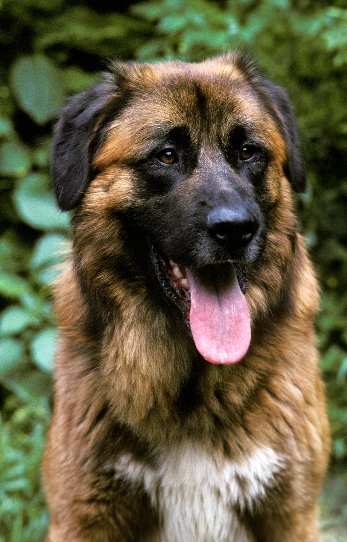 es un briard una buena mascota