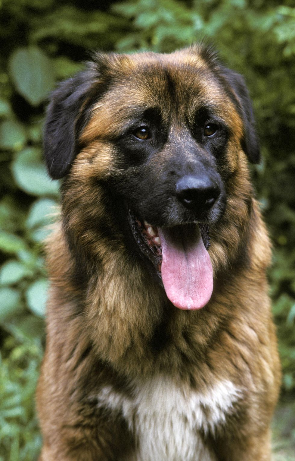 cao da serra da estrela, portugese mountain dog, portrait of adult with tongue out
