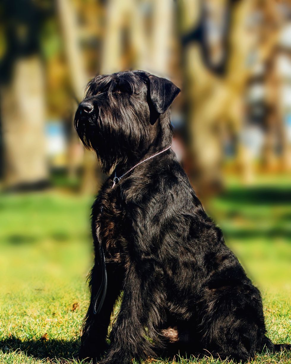 close up portrait of the dog giant schnauzer service dog