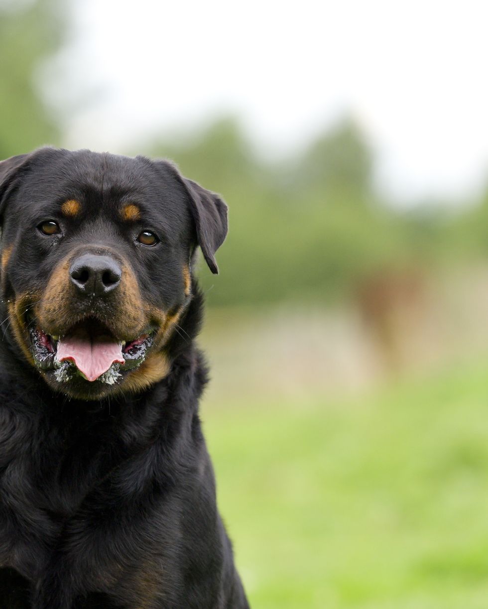 portrait of a rottweiler dog with space for copy