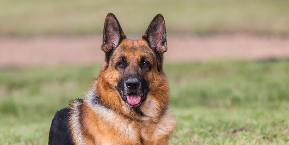 15 Best Guard Dog Breeds - Guard Dogs First-Time Owners