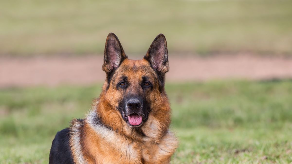18 Most Loyal Guard Dog Breeds - Guard Dogs for First-Time Owners