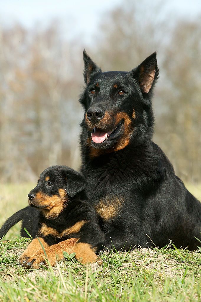 15 Best Guard Dogs Protect Your Family - Loyal Dog Breeds
