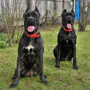 best guard dogs cane corso