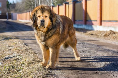 best guard dogs tibetan mastiff
