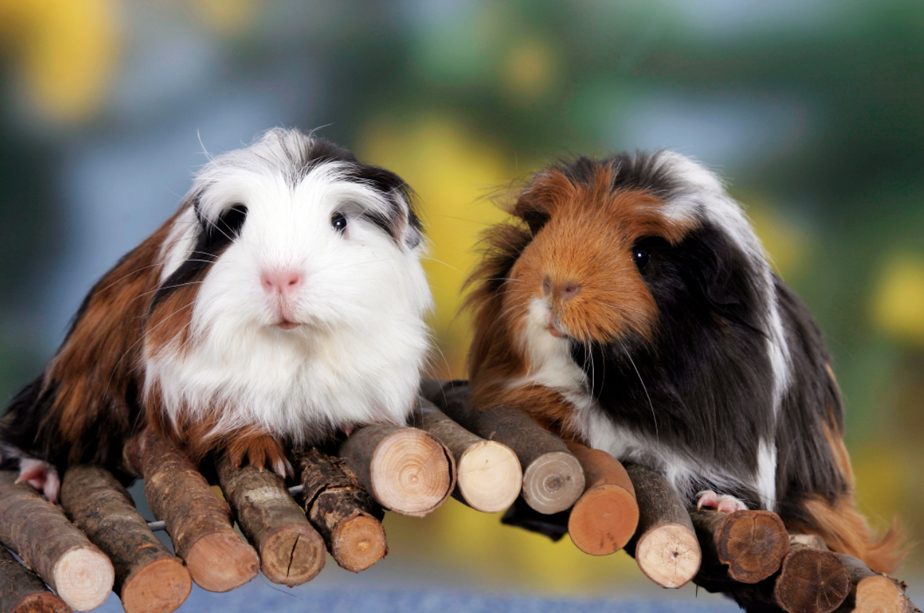 Guinea Pigs in Movies 8 Animated  NonAnimated Movies