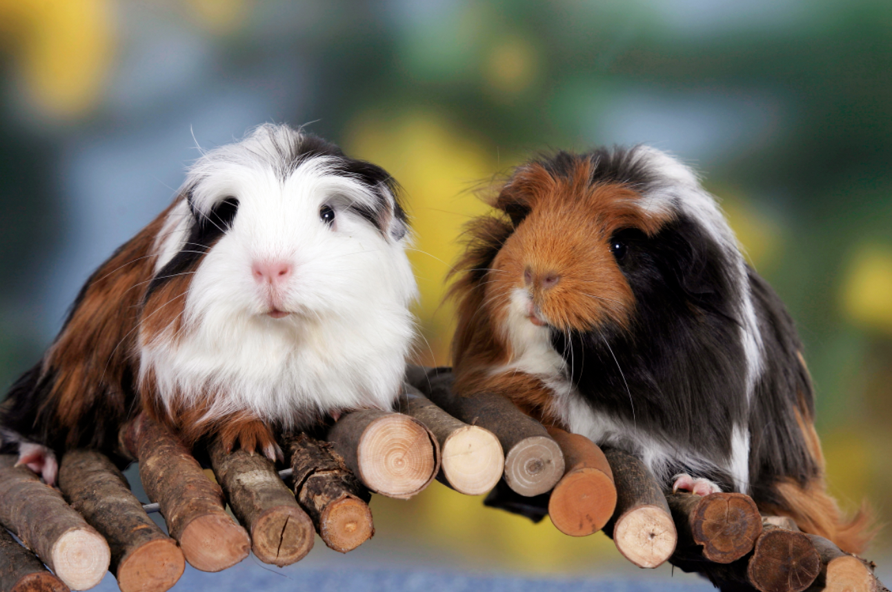 Boy store guinea pig