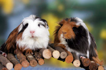 Best Guinea Pig Names - 75 Names for Guinea Pigs