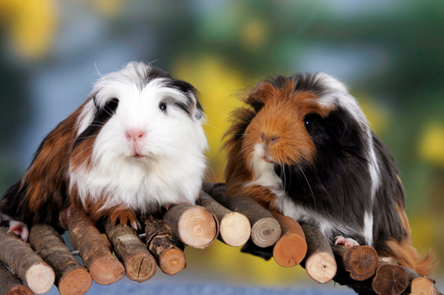 Black and hot sale ginger guinea pig