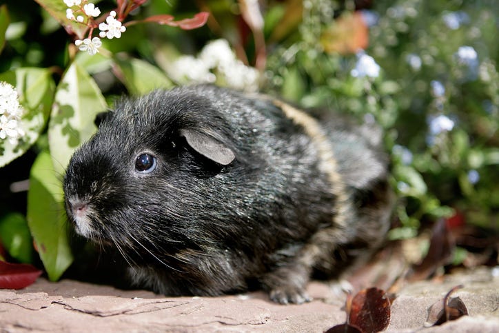Best Guinea Pig Names for Black Fur - Names for Guinea Pigs with Black Fur