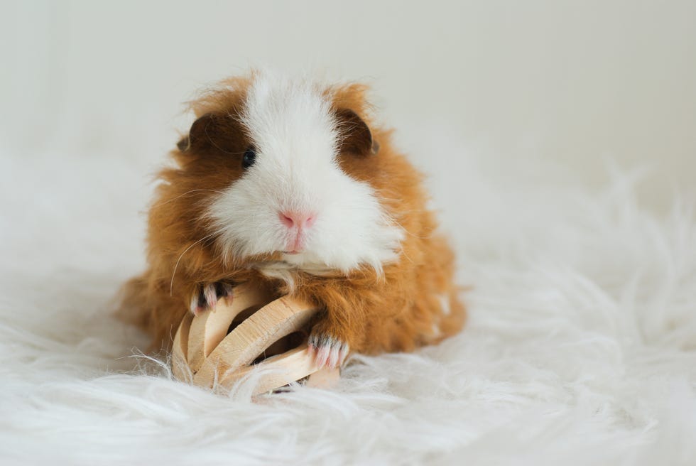 Best Guinea Pig Names Inspired by Breed