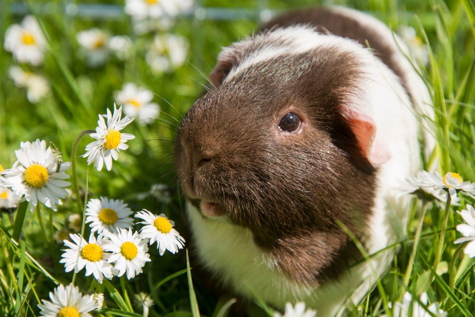 Best Guinea Pig Names for Brown Fur - Names for Guinea Pigs with Brown Fur