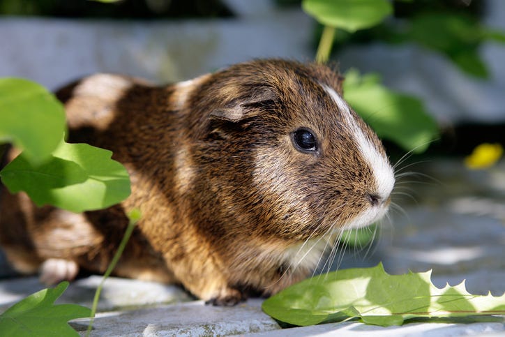Best Guinea Pig Names for Boys - Boy Guinea Pig Names