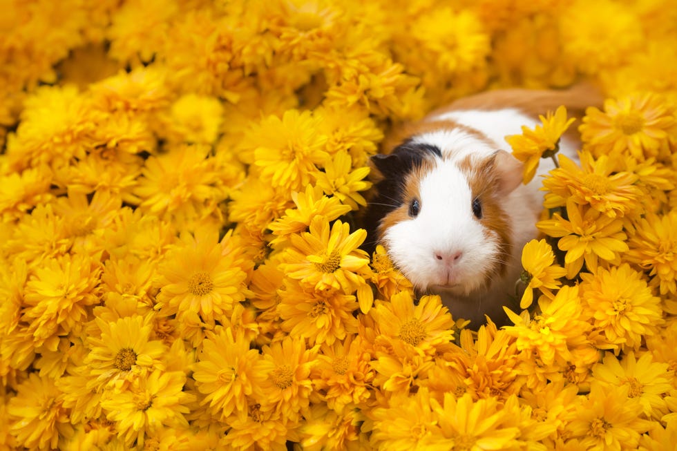 Best Guinea Pig Names for Girls - Girl Guinea Pig Names