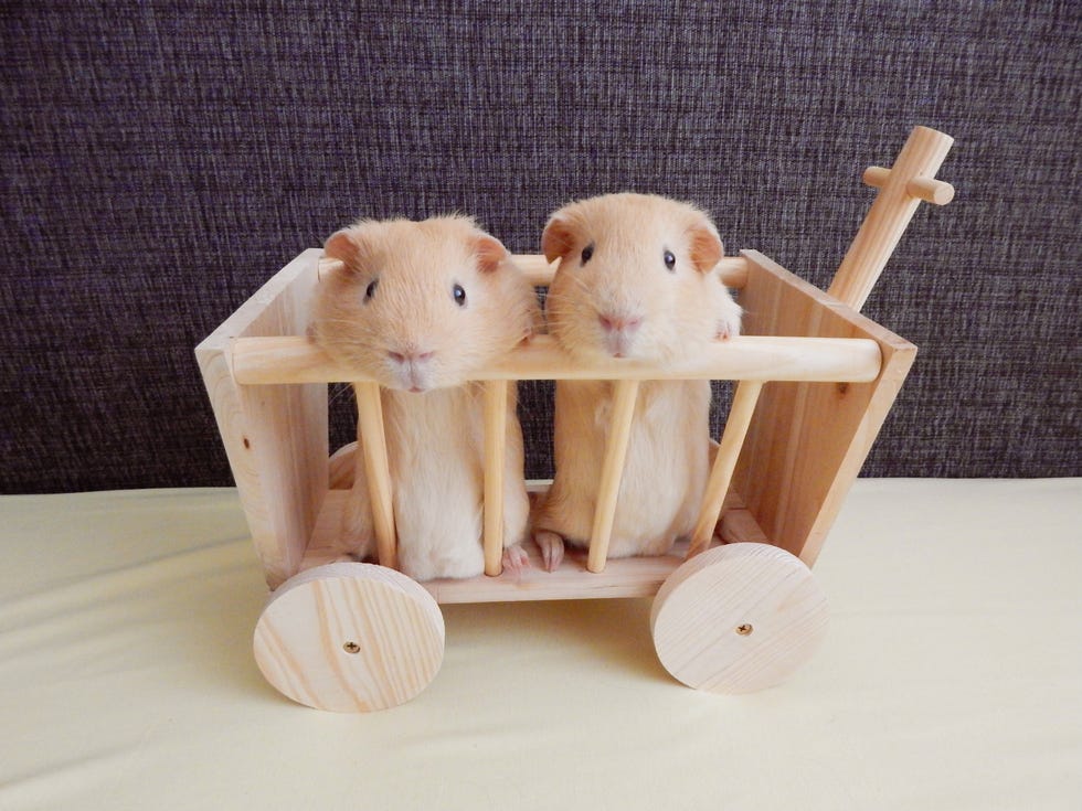 Best Guinea Pig Names for Pair of Boys