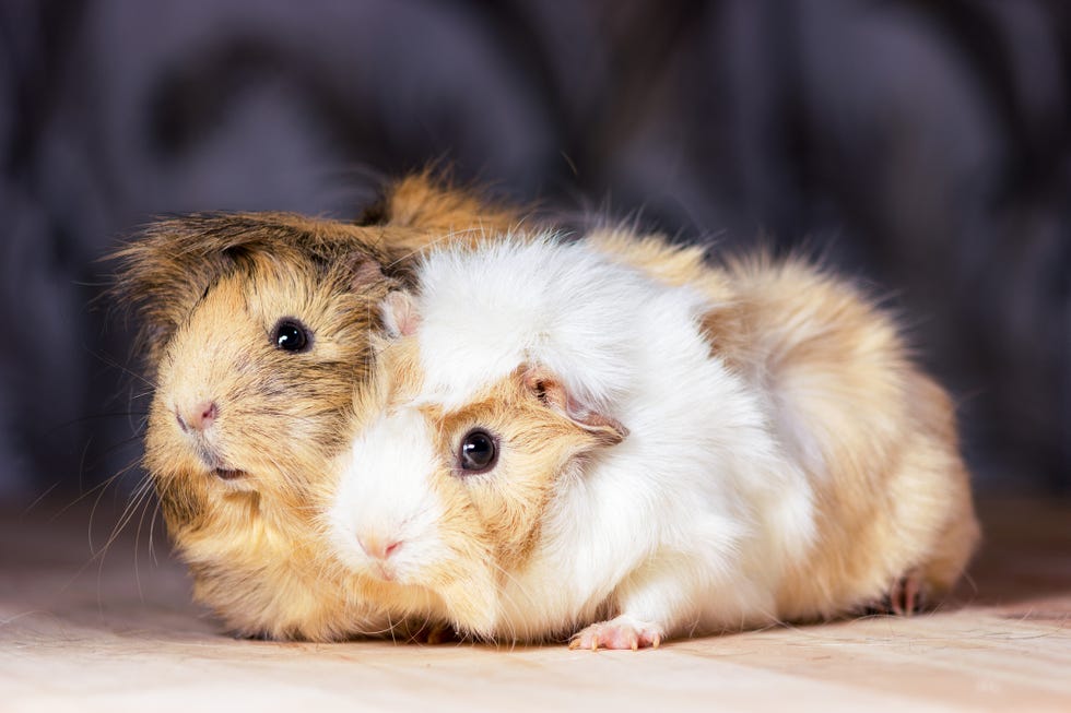Best Guinea Pig Names for Pair of Girls