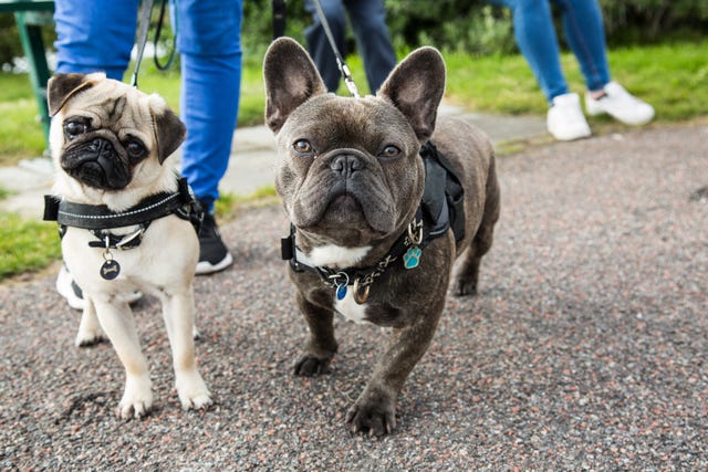 best harnesses for puppies