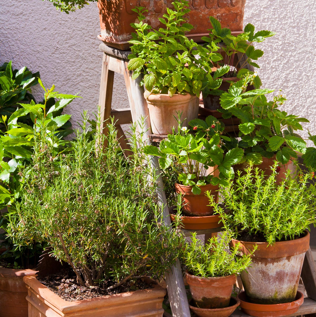 Best Herbs To Grow In Your Garden How To Grow Herbs Best Herbs To Grow In Your Garden How To Grow Herbs