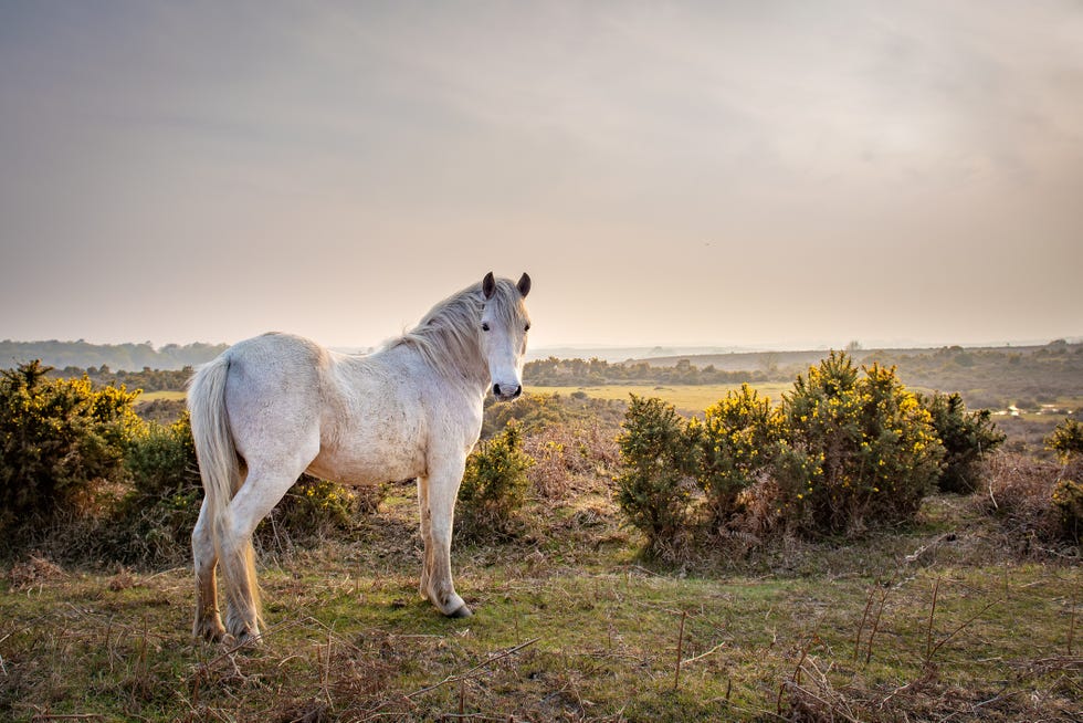 a new forest pony in the new forest, brockenhurst, hampshire, uk