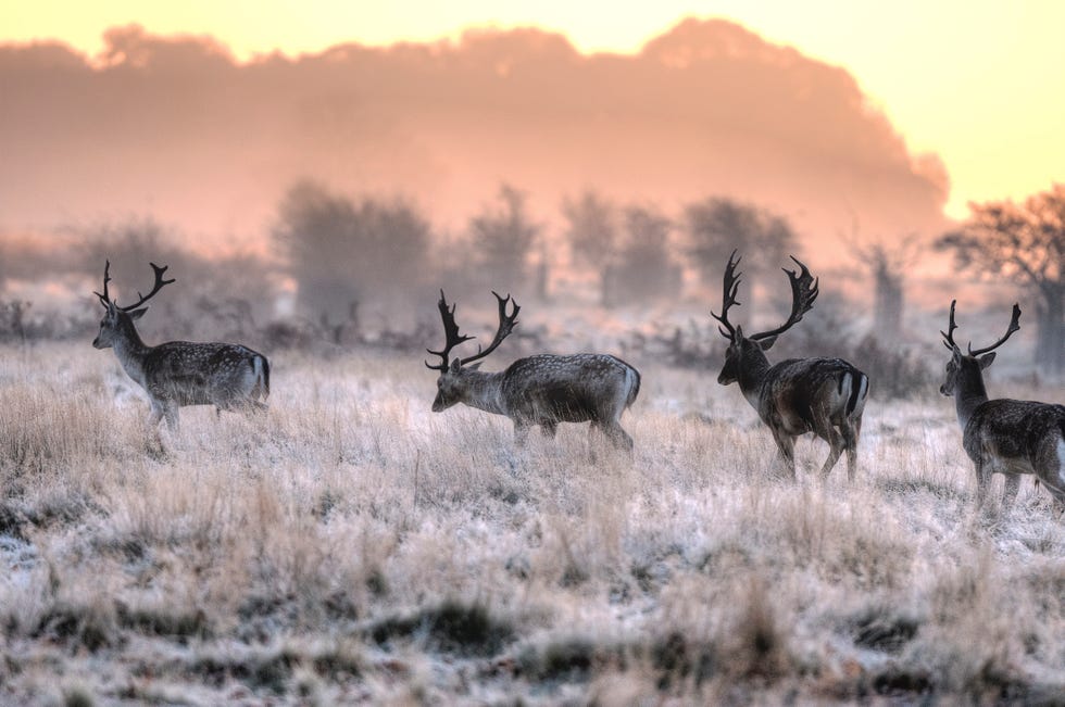 stags heading out in a convoy on a frozen morning in richmond park