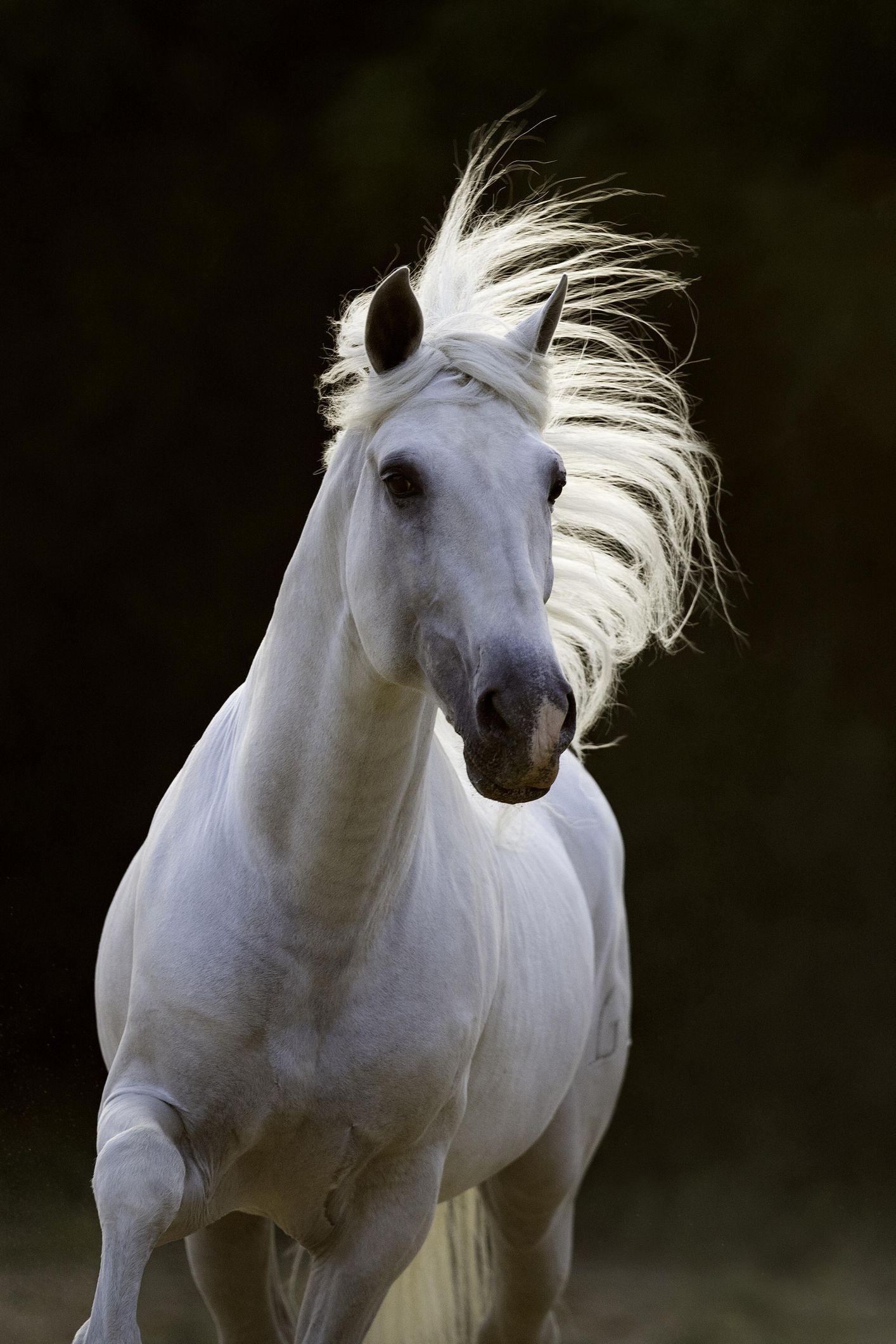12 Horse Breeds - Different Horse