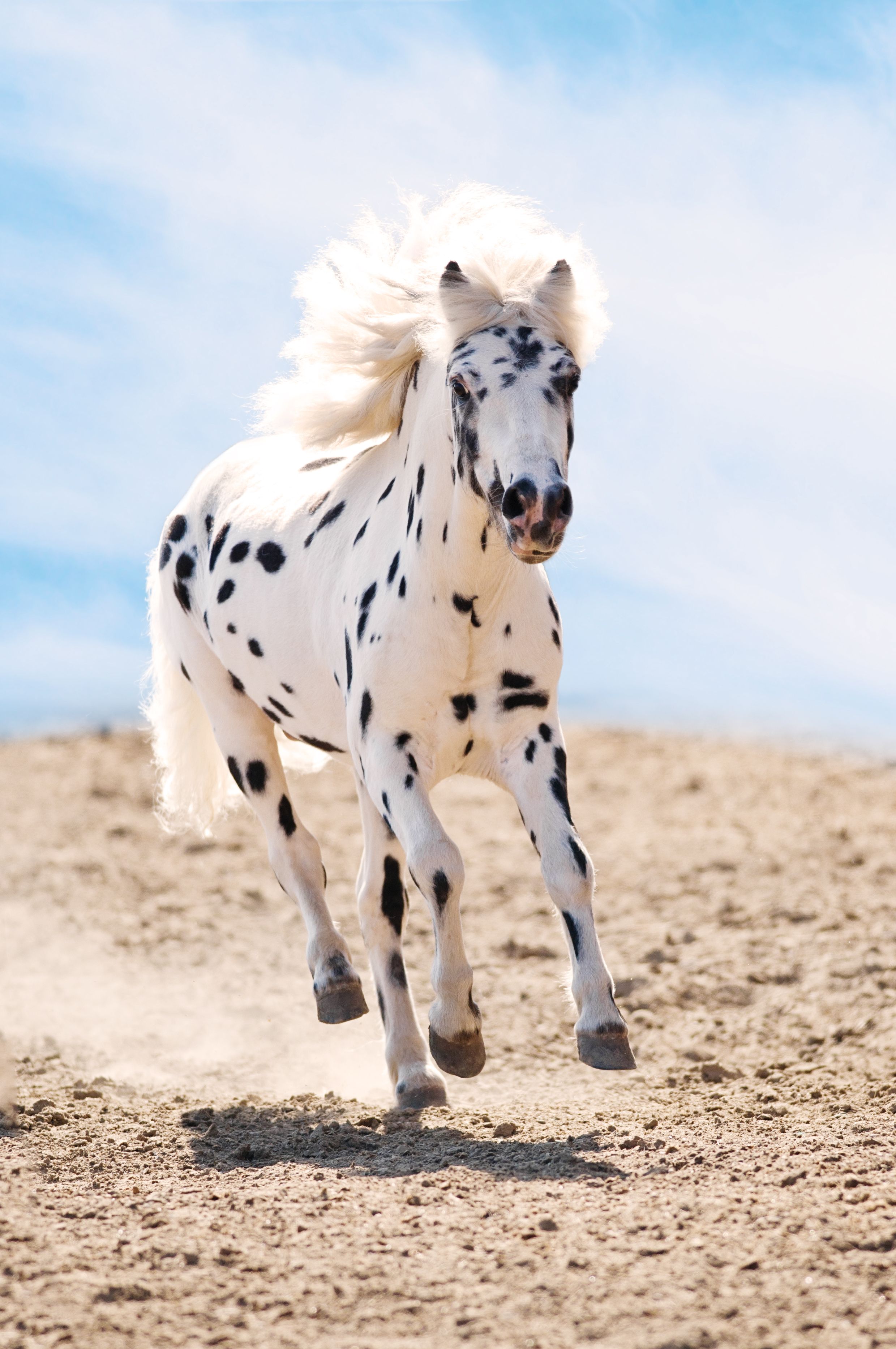 12 Best Horse Breeds That Everyone Should Know