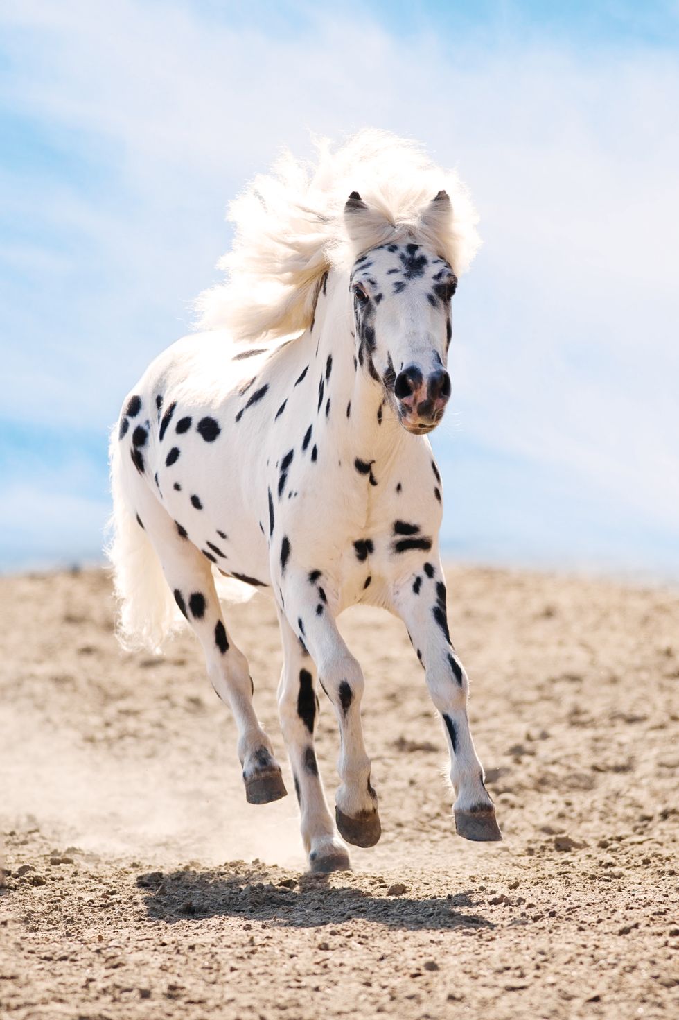 appaloosa pony
