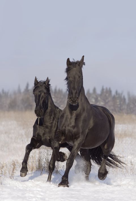 frisian horses