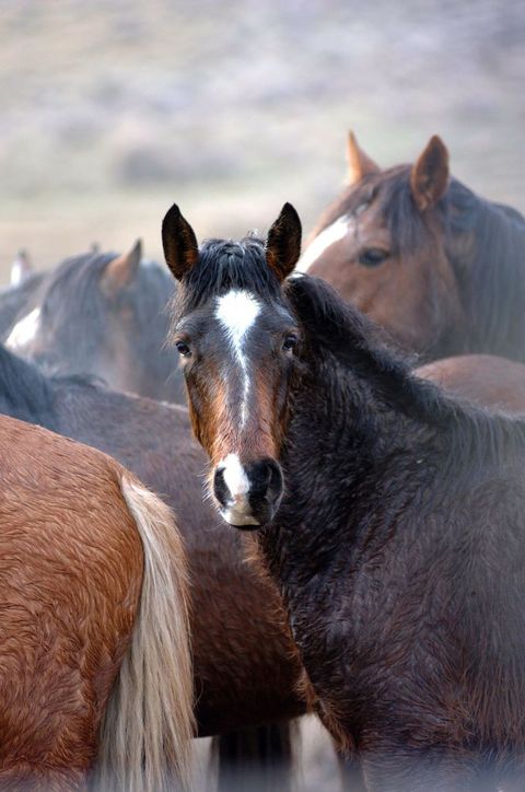 black rock, nv    january 23  captured  wild mustangs wait to be trucked to fallon, nevada, for veterinary care after that they will be offered for private adoption or transferred to pastures in the midwest on january 23, 2003 in black rock, nevada  photo paul harrisgetty images