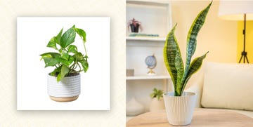 best house plants for beginners