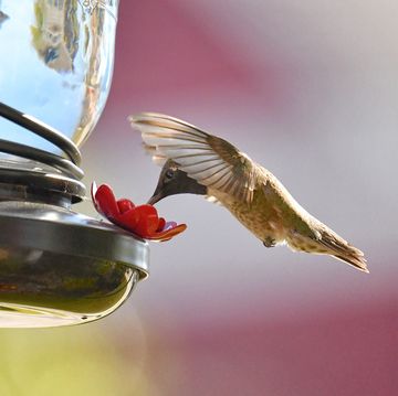 best-hummingbird-feeders