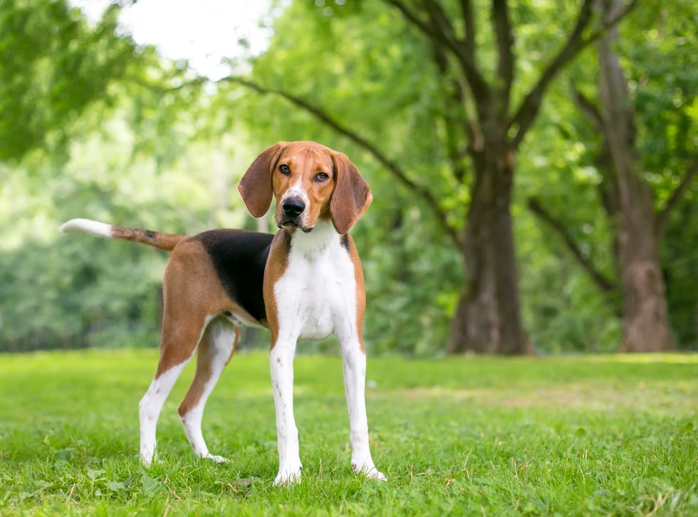 a brown, white and black american foxhound dog with large floppy ears standing outside and looking at the camera with a head tilt