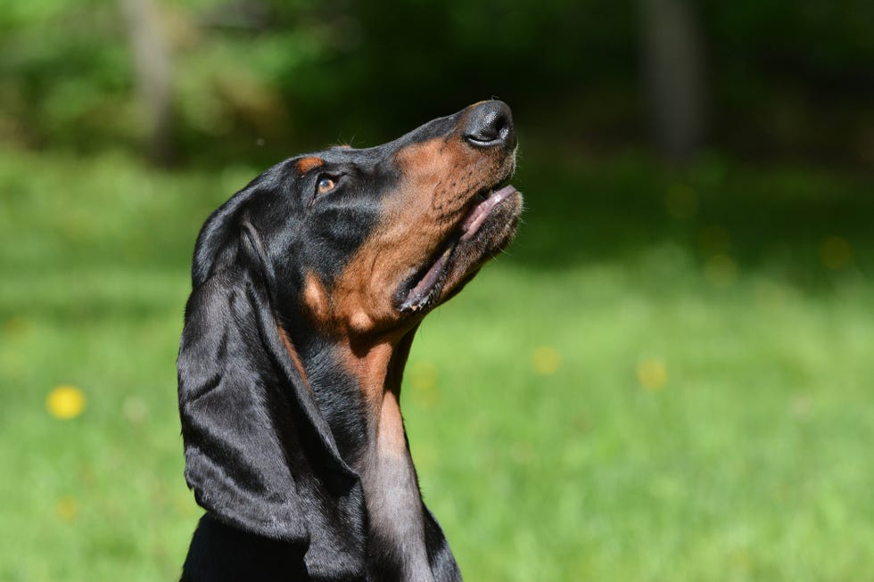 head and shoulders of black and tan coonhound in profile looking up outside