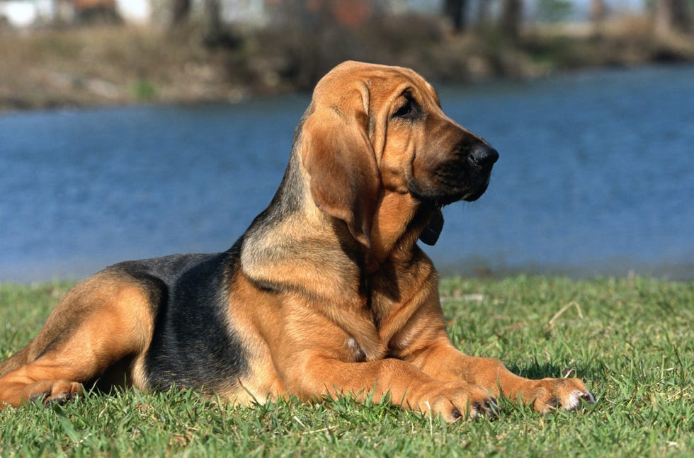 tan and black bloodhound in profile resting on grass by a river