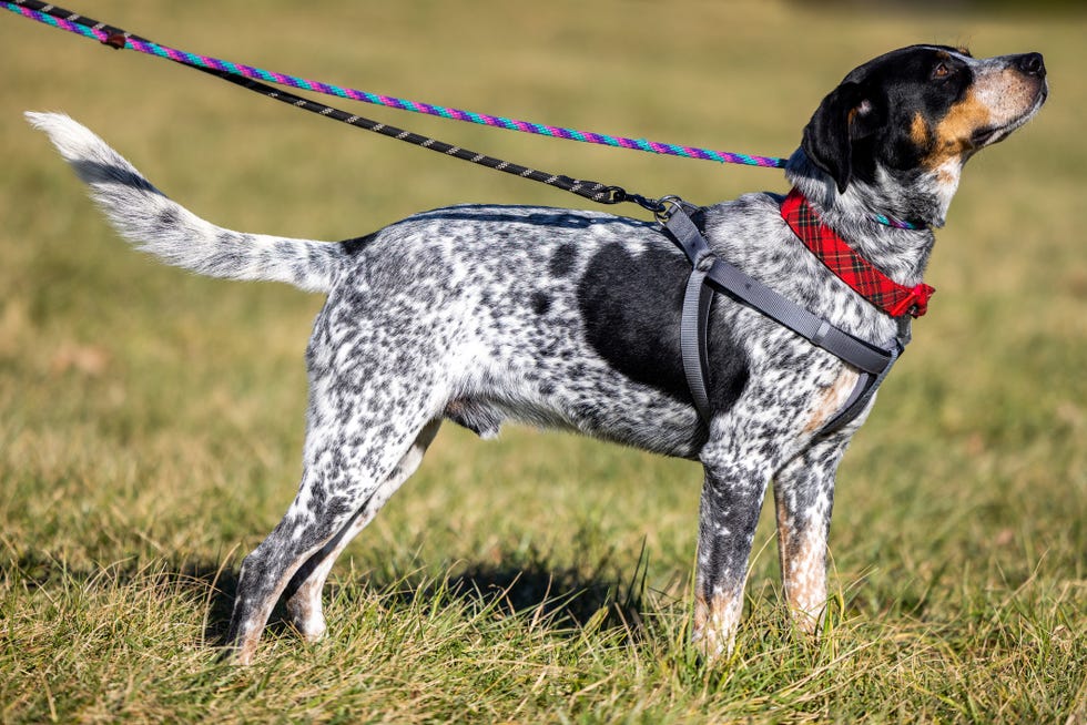 side view of black, white and brown speckled bluetick coonhound on the leash in field