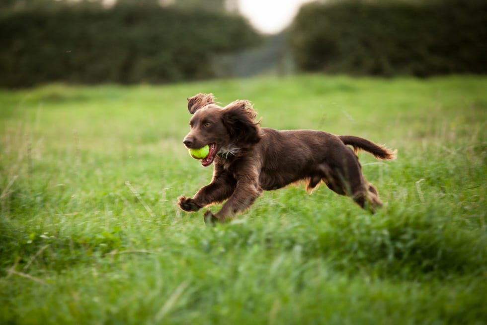 shaggy, chocolate brown boykin spaniel leaping over green field with tennis ball in its mouth