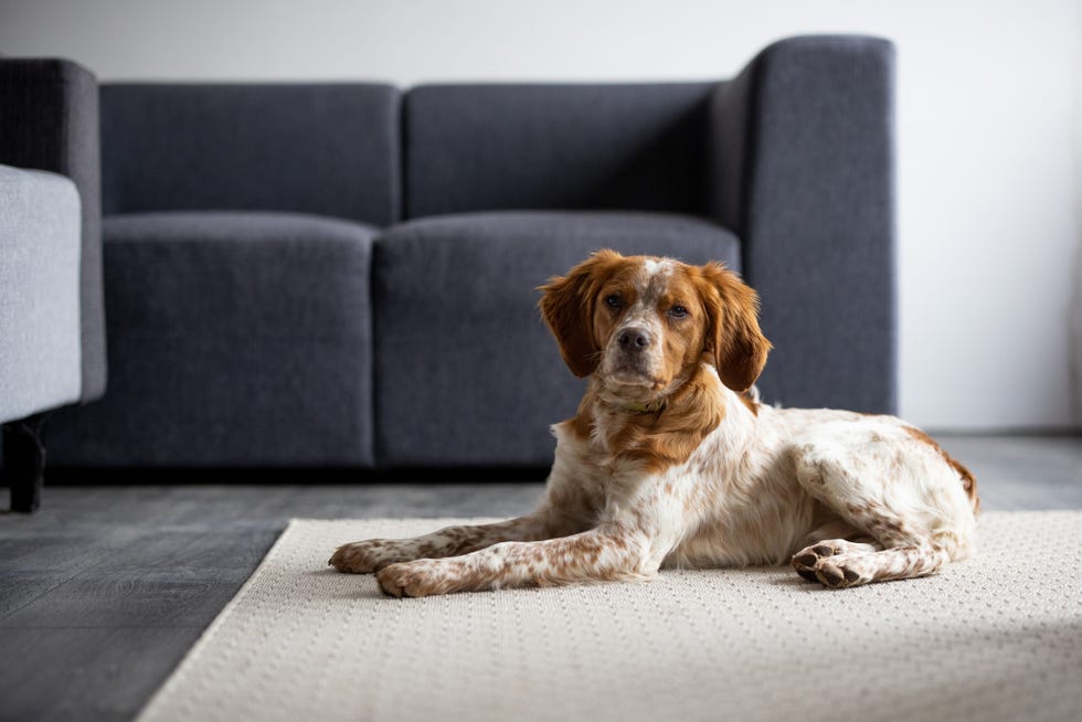 cute shaggy brown and white brittany spaniel dog lying on carpet in living room and looking at camera