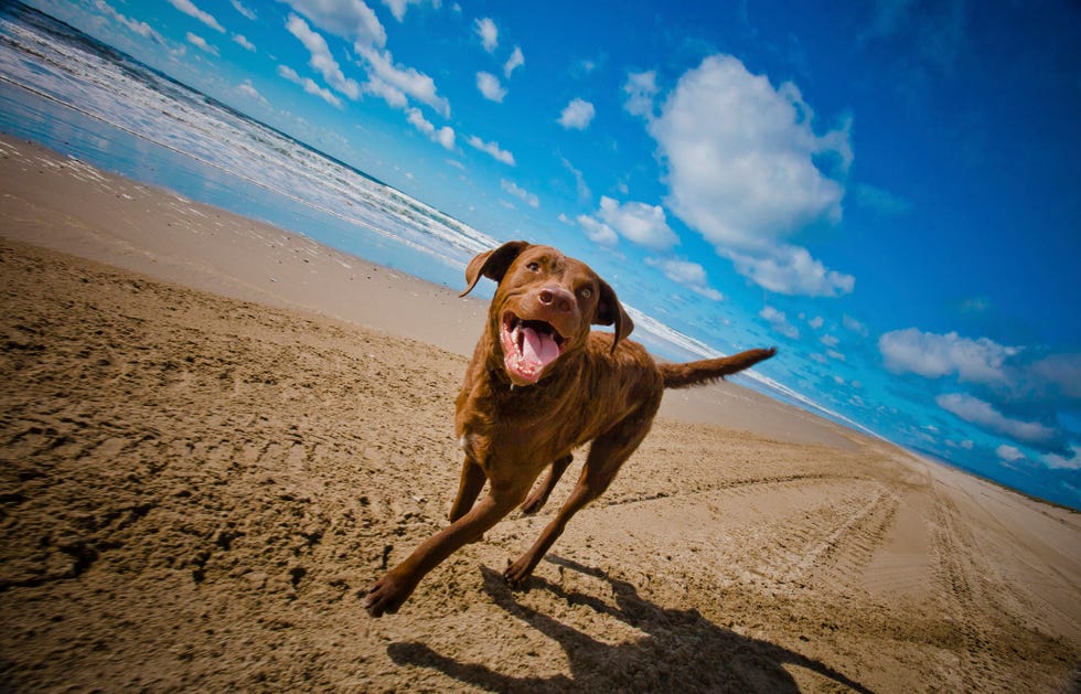 a brown, panting chesapeake bay retriever dog runs along the beach on a sunny day