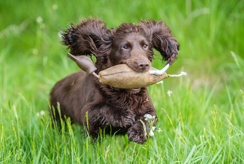 brown curly haired cocker spaniel with ears flying behind him running through tall grass with a decoy bird in his mouth