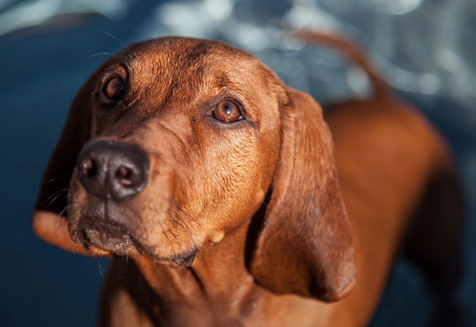 shallow focus of a sleek, red redbone coonhound dog in front of water