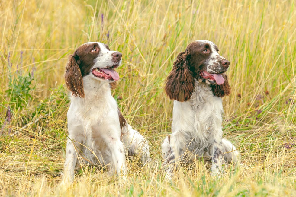 two panting white and brown speckled english springer spaniels sitting side by side with a background of dry grass