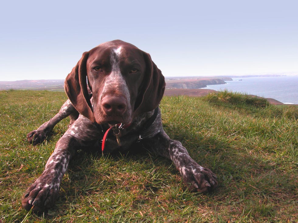 brown with white speckles german shorthair pointer dog laying down, facing the camera, on a cliffside overlooking the sea