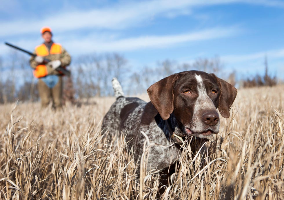 brown and white speckled german wirehair pointer dog in foreground in field and hunter in orange vest and cap behind him with a rifle