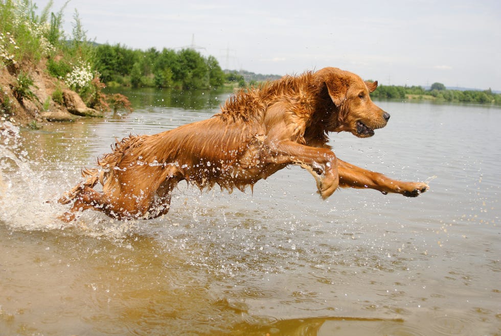 profile of shaggy golden retriever running into lake, with legs and body outstretched