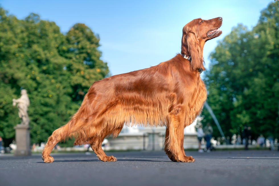 beautiful gleaming longhaired red irish setter stands sideways in front of a fountain in a park