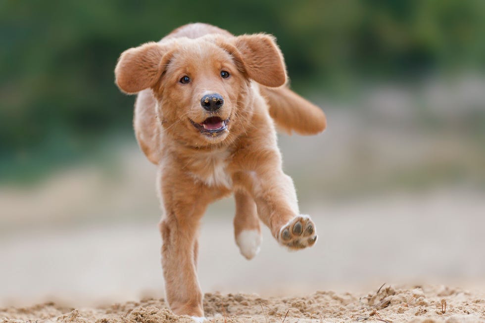 happy nova scotia duck tolling retriever puppy running pup on yellow sand with three feet in the air