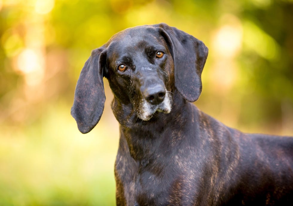 a short haired brindle plott hound with longish ears dog looking at the camera and listening with a head tilt